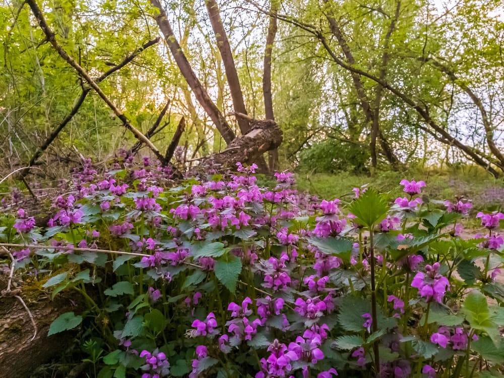 pink flowers of spotted deadnettle in a shaded woodland setting