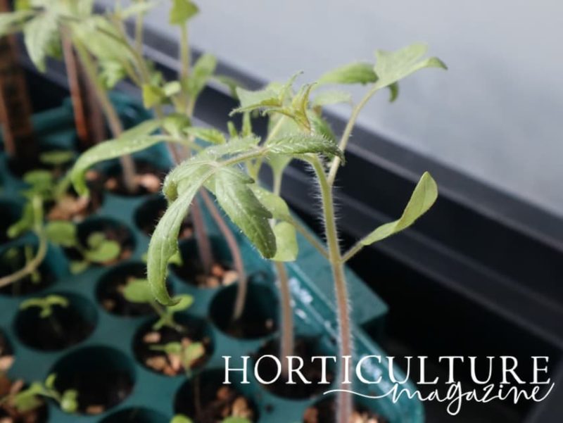 9 Steps To Grow Tomatoes In Hanging Baskets Horticulture