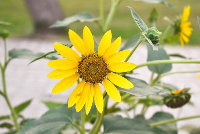 Growing Sunflowers In Containers Horticulture Magazine