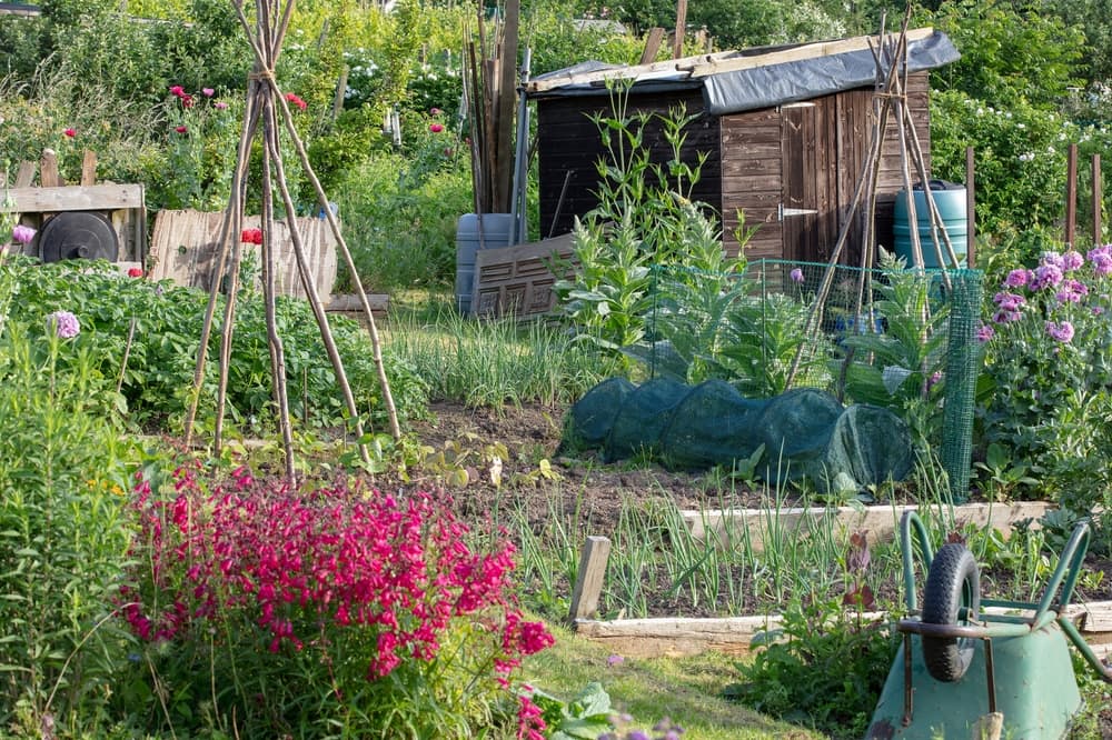 vegetable plots with bamboo supports, an overturned wheelbarrow and shed in the background