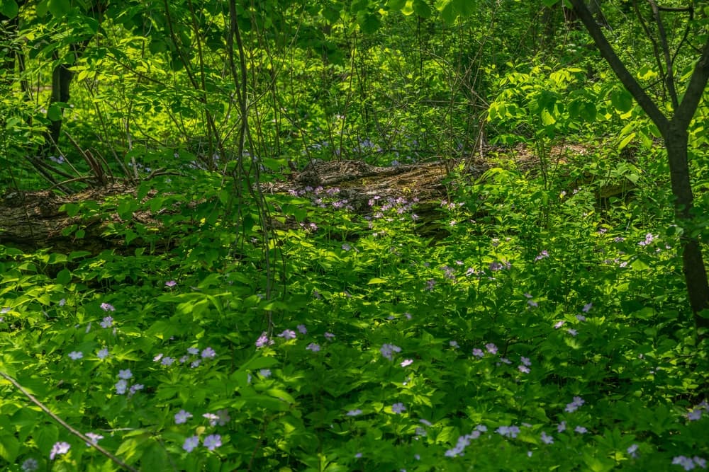 mat-forming cranesbill with lilac coloured flowers covering a woodland floor