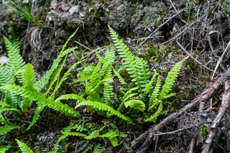 6 Ferns For Dry Shaded Garden Areas Horticulture.co.uk