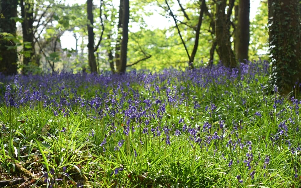 bluebells growing in woodland