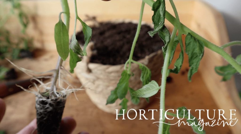 tomato plug plant shown in foreground with wicker basket sat in the background