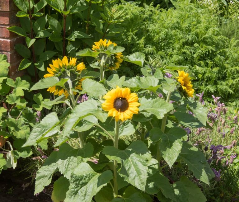 Growing Sunflowers In Containers Horticulture Magazine