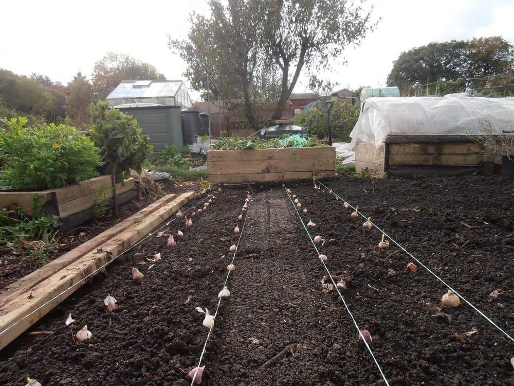 bulbs planted horizontally along tilled soil