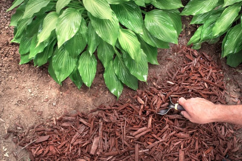 How To Mulch A Garden Effectively Horticulture.co.uk