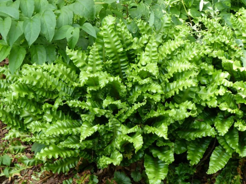 6 Ferns For Dry Shaded Garden Areas Horticulture.co.uk