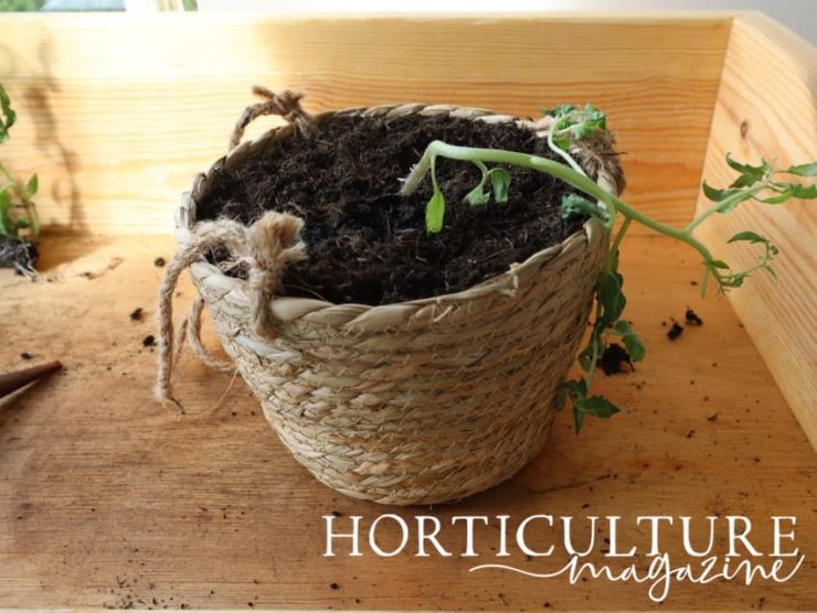 9 Steps To Grow Tomatoes In Hanging Baskets Horticulture