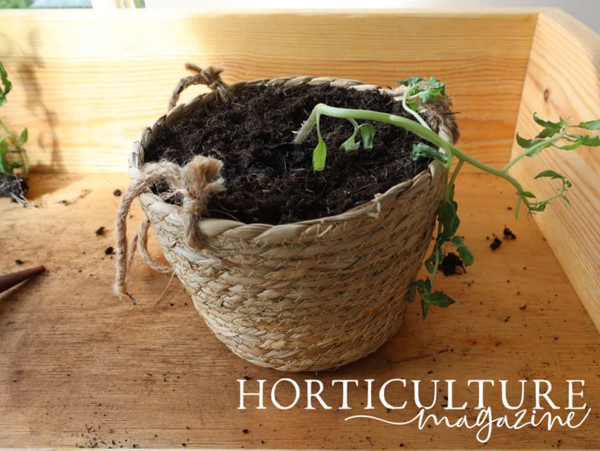 young tomato plant freshly planted into a hanging basket