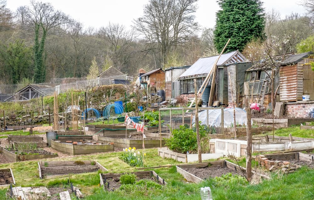 raised beds in an allotment sloping down a hill