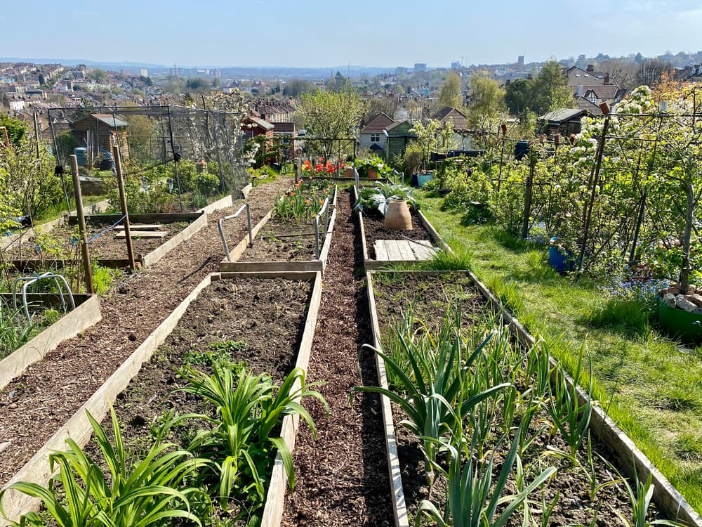 rectangular square beds used to grow  vegetables in a large plot of land