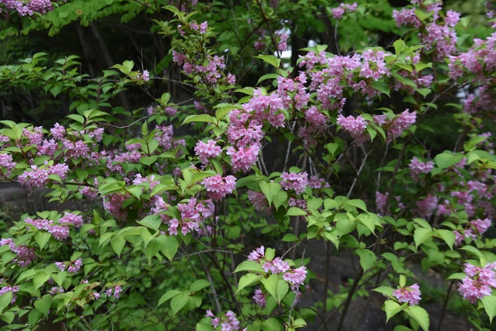 pink flowering weigela