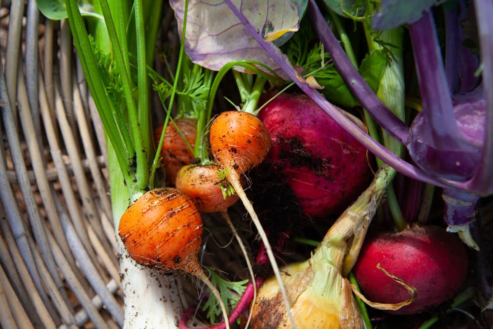 baby carrots, radishes and kohlrabi in a wicker basket