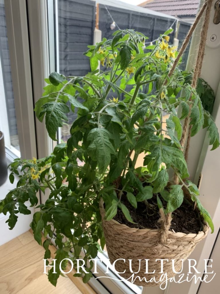 tomato basket hanging from a door handle