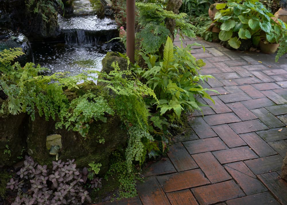 ferns and creeping plants growing next to a garden pathway and pond