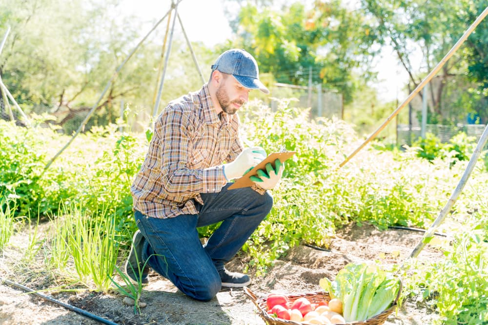 man drawing on a pad in a vegetable plot