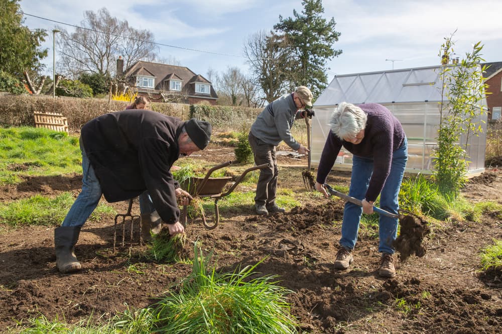 three senior gardeners using forks to clear an allotment