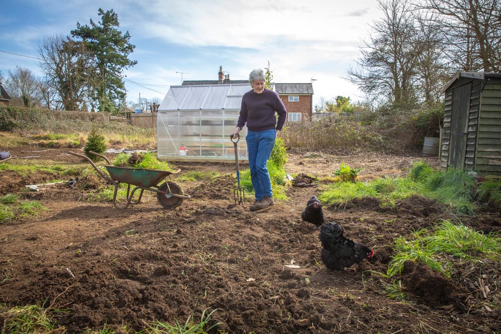 an older gardener clearing her plot with a fork while watching chickens feed