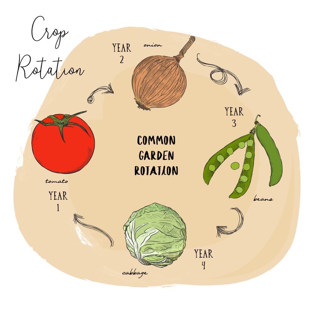 an illustration describing crop rotation across four years with tomatoes, onions, beans and lettuce