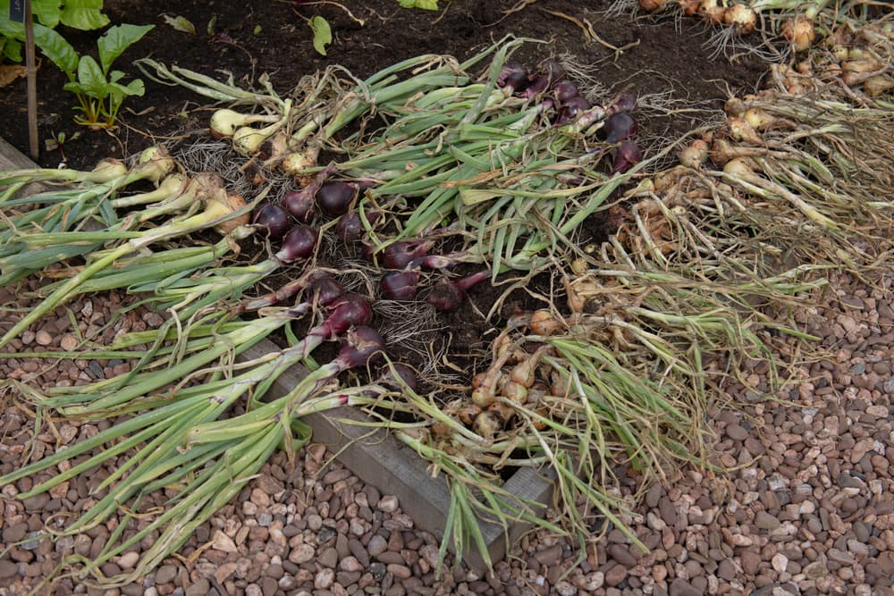 freshly harvested onions and shallots