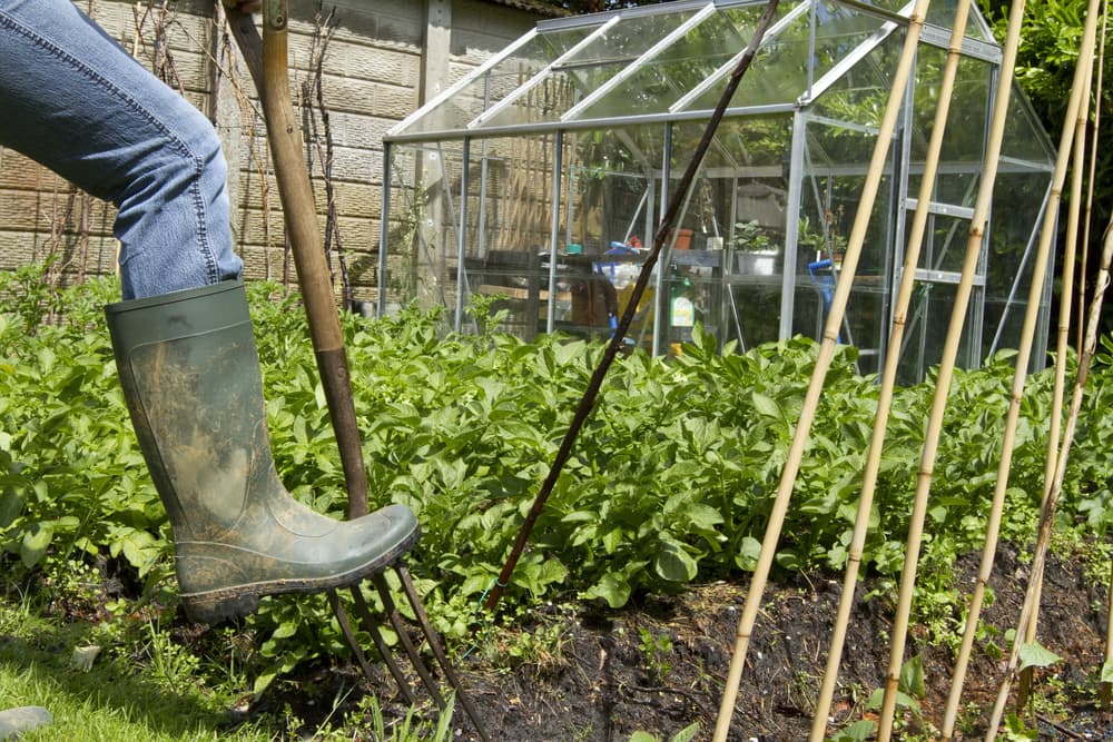 gardener with a welly using a fork to tend to a vegetable plot with a large greenhouse in the background