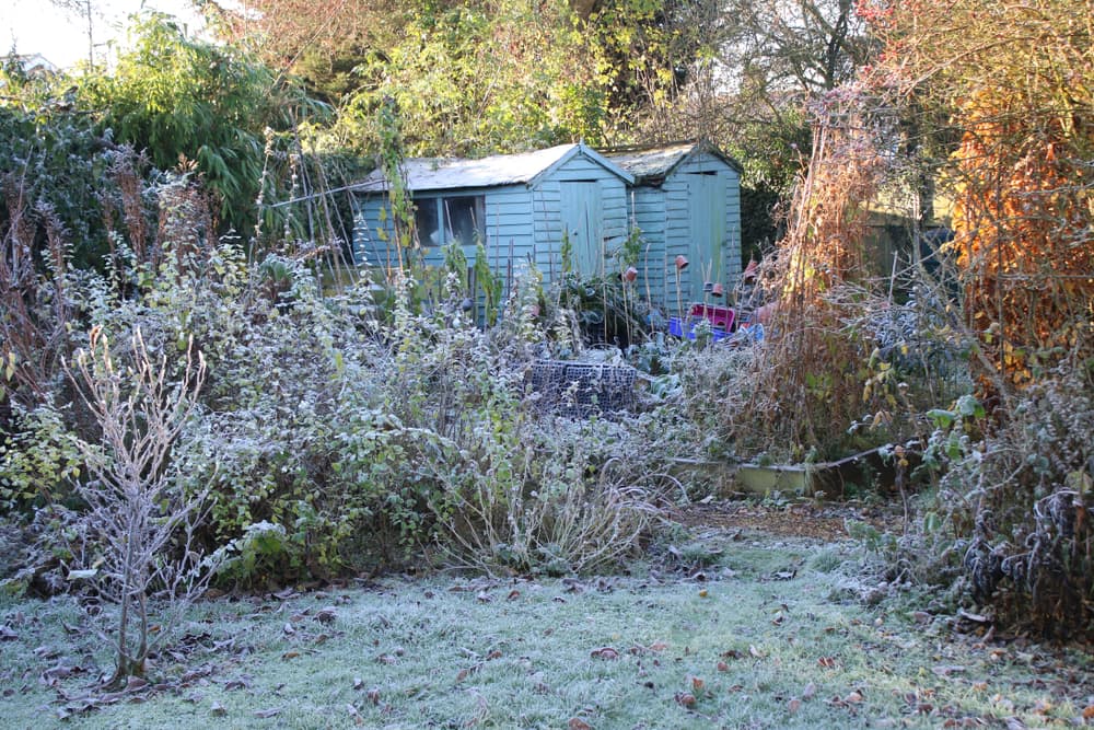 morning frost in an overgrown allotment with blue painted sheds in the background