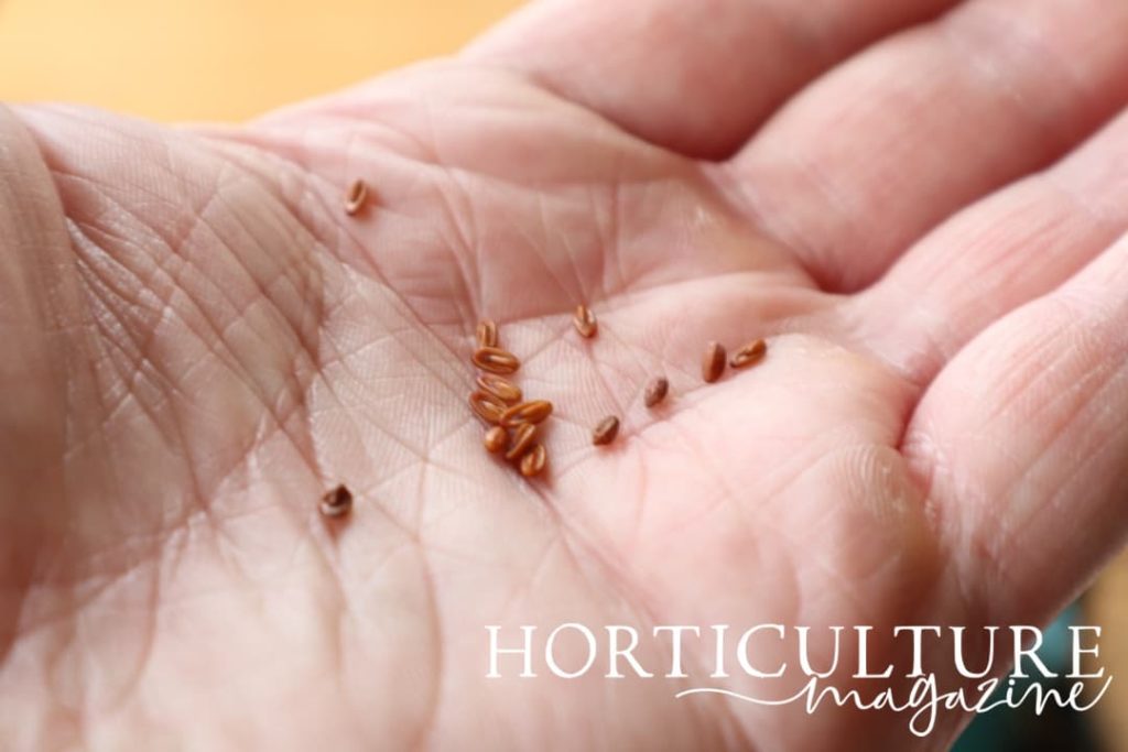 geranium seeds being held in the palm of a hand