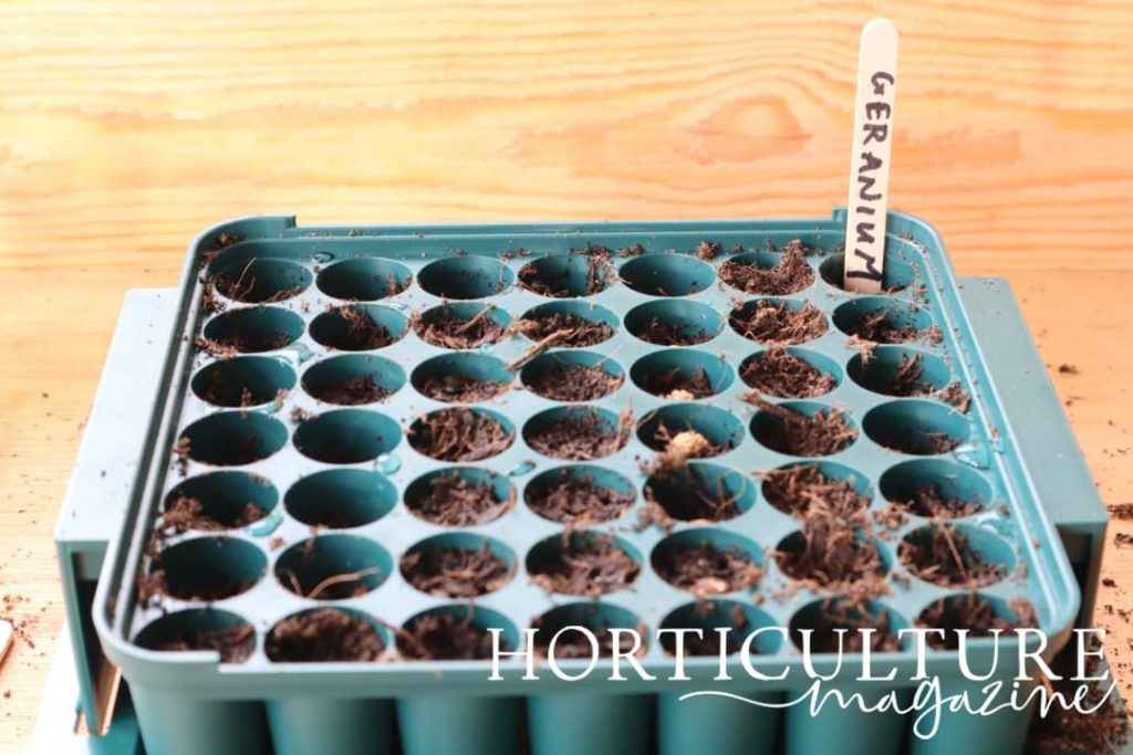 a seed propagating tray with stick that reads 'geranium'
