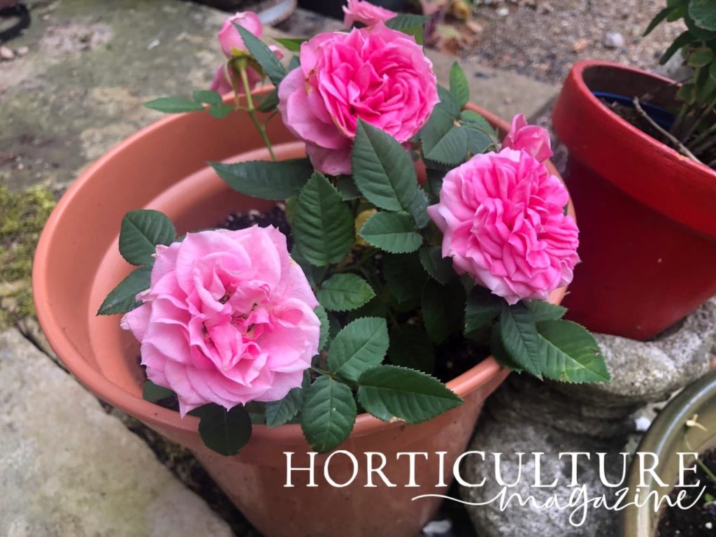 pink flowering roses in a ceramic planter