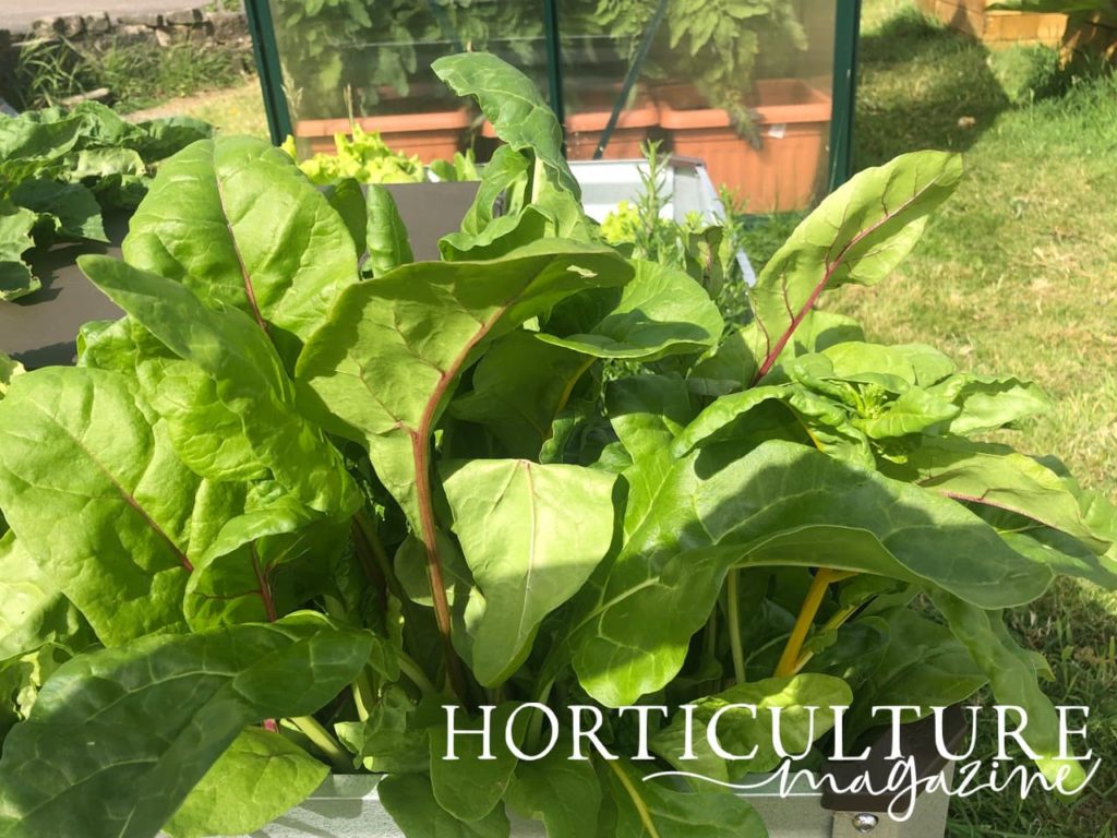 chard growing in raised beds ready to harvest, with a greenhouse in the background