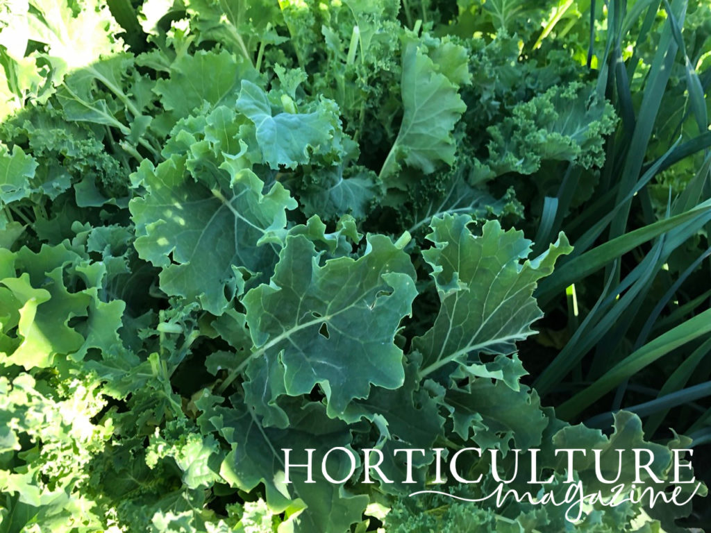 leafy kale and chives growing together in a garden bed