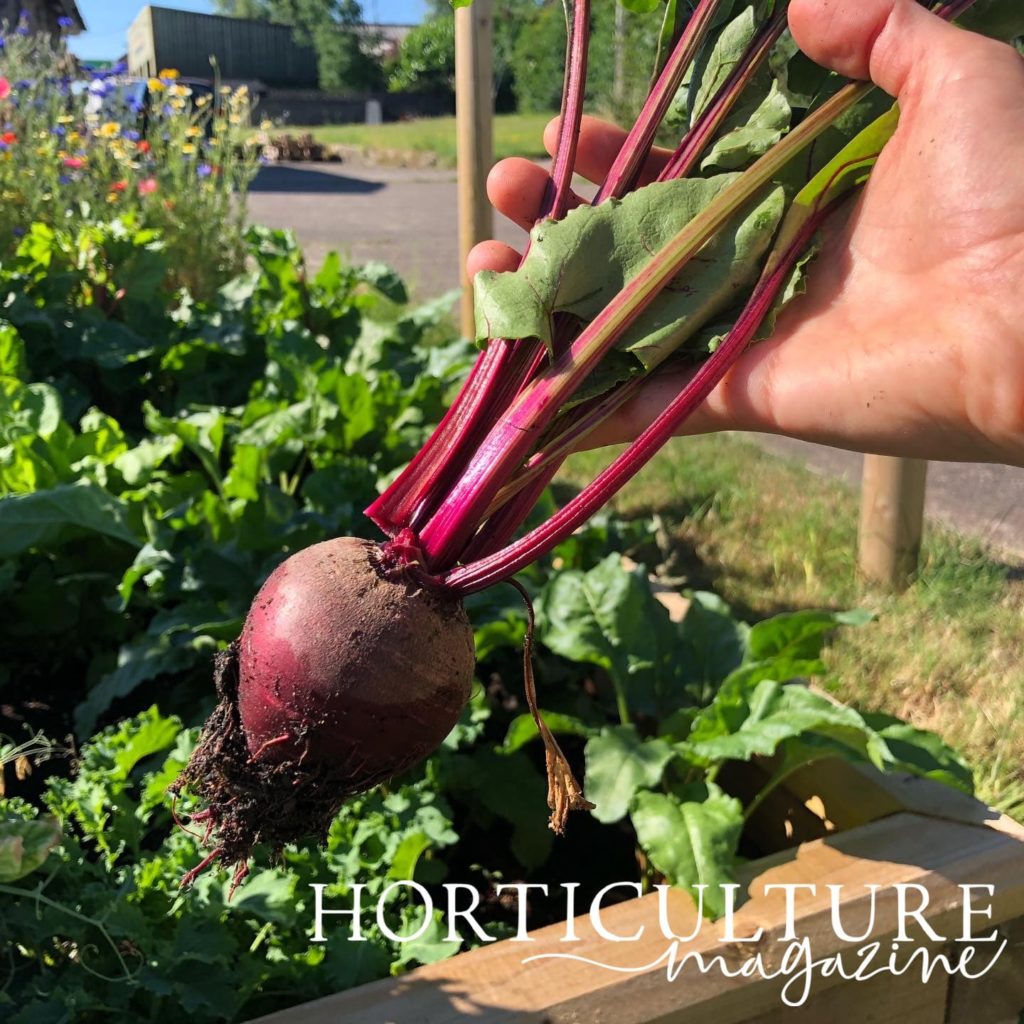 hand showing freshly pulled beetroot