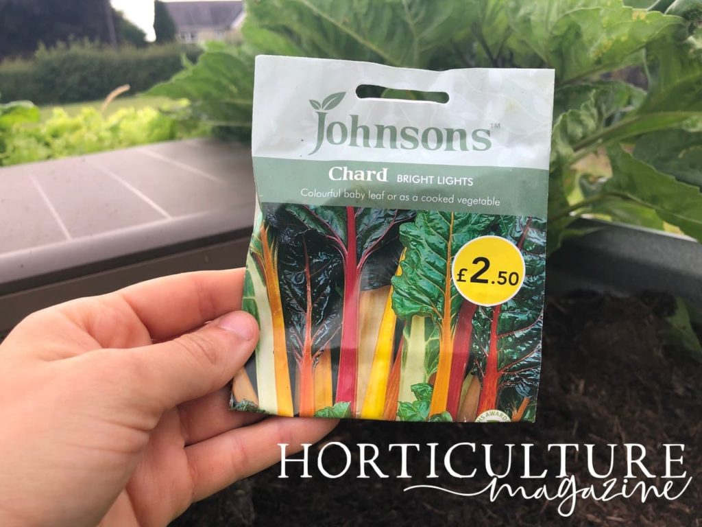 hand holding a packet of chard Bright Lights seed