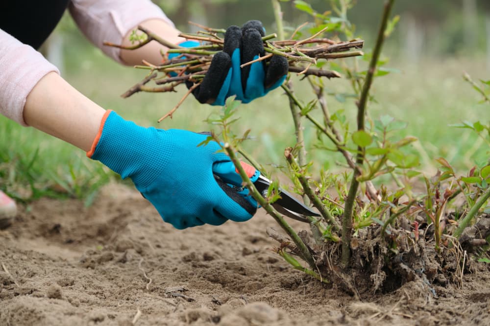 secateurs being used to prune a rose bush right back