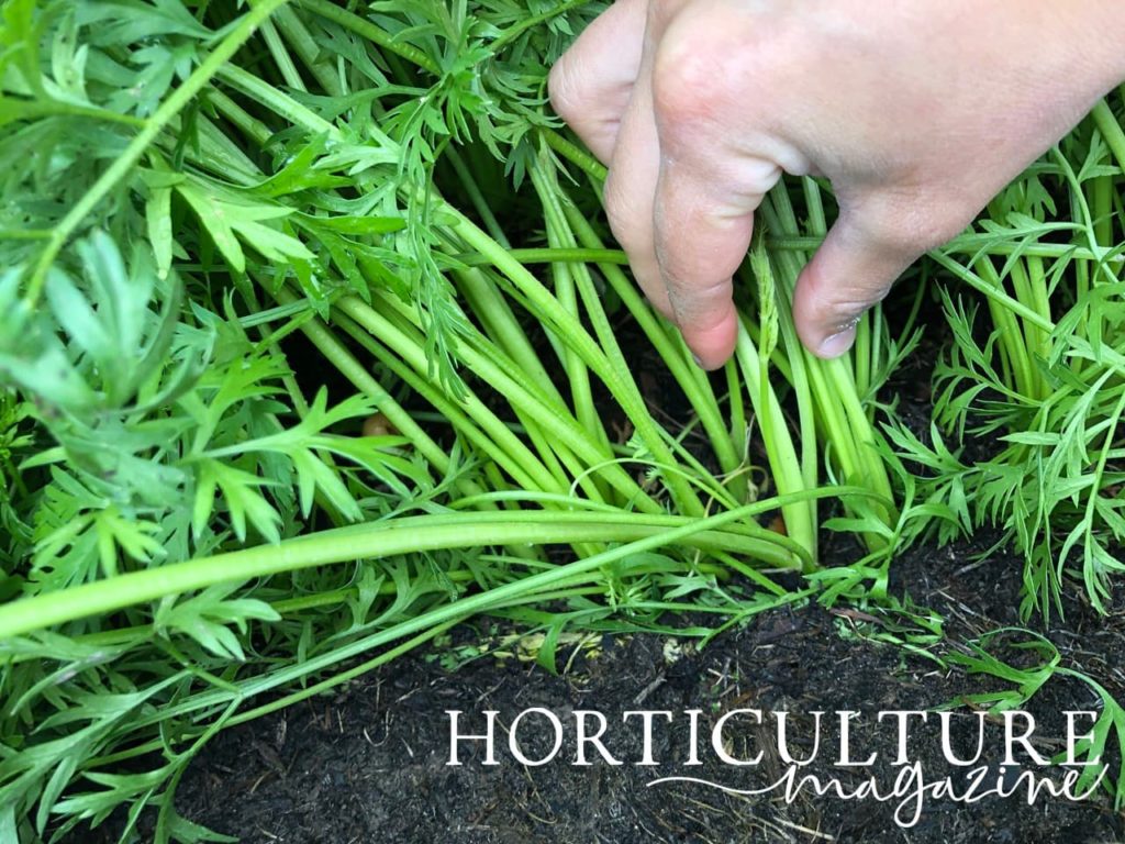 hand holding back carrot foliage