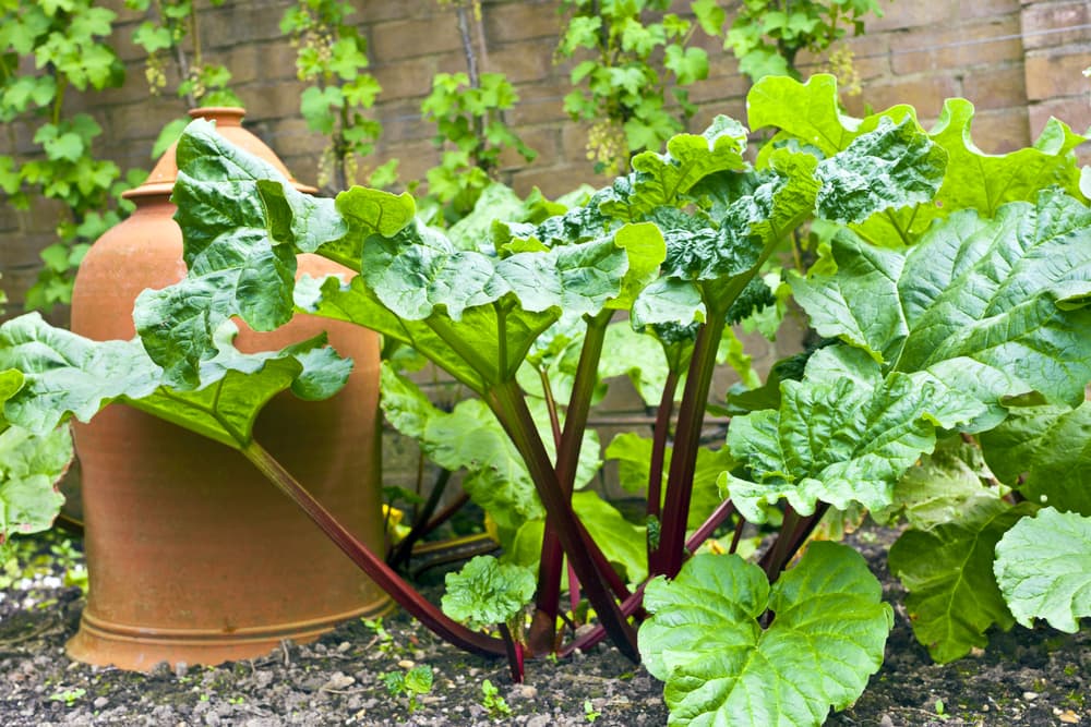 rhubarb growing in a plot with terracotta cloche to the left and a wall in the background