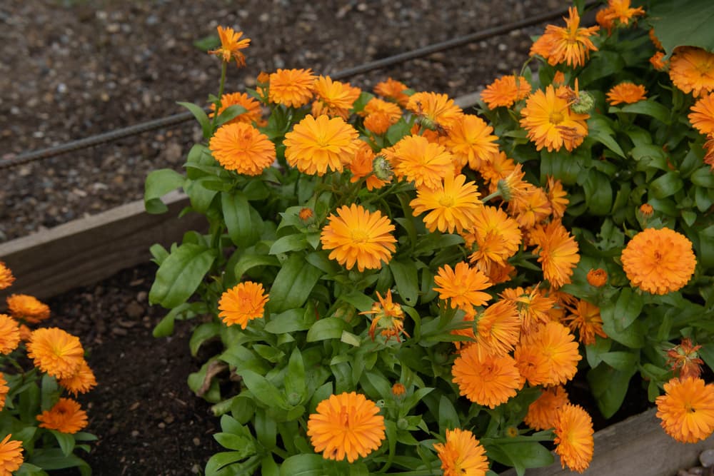 bright orange flowering Calendula officinalis