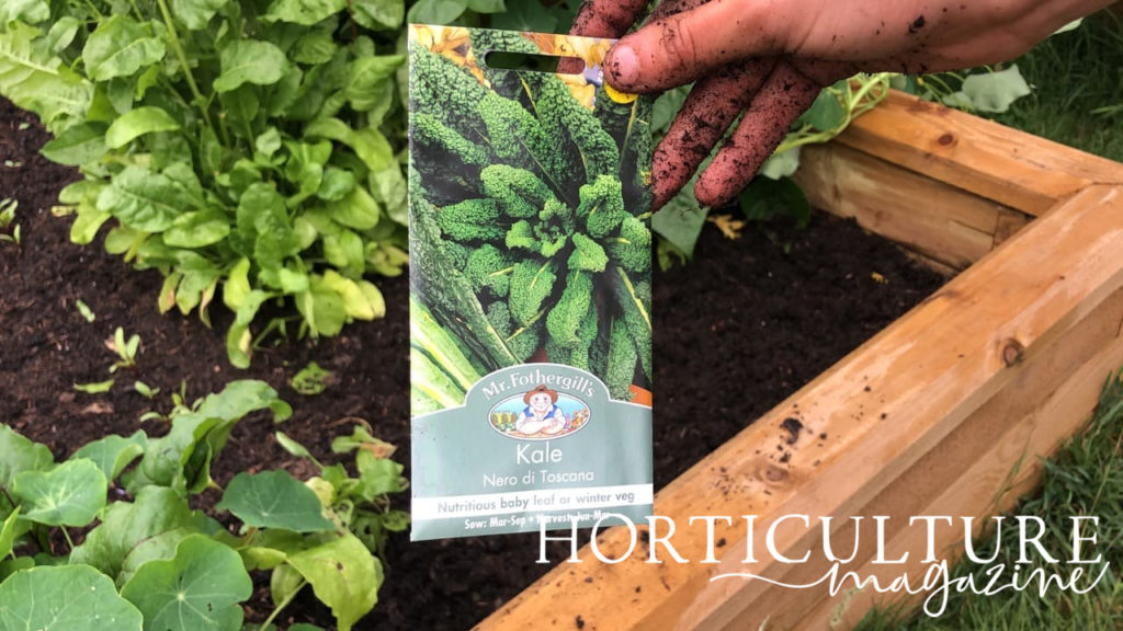 Mr Fothergills Kale seeds packet held in front of raised beds with visible nasturtium