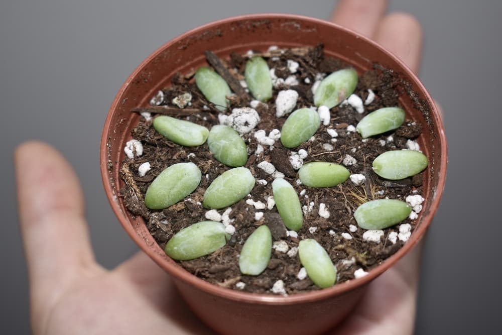 succulent cuttings placed in a plastic pot with a dry mix including vermiculite