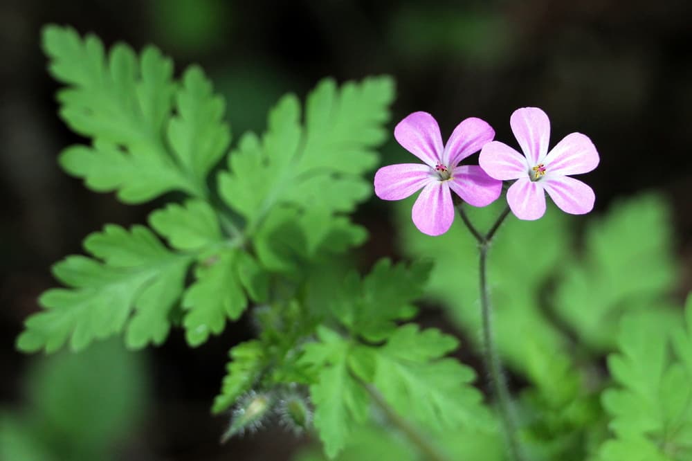 Herb Robert with dual pink and white flowers