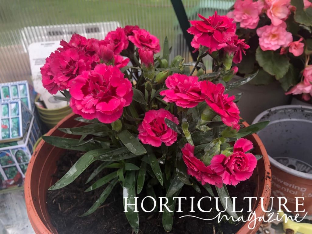 pink coloured carnations in a large plastic container