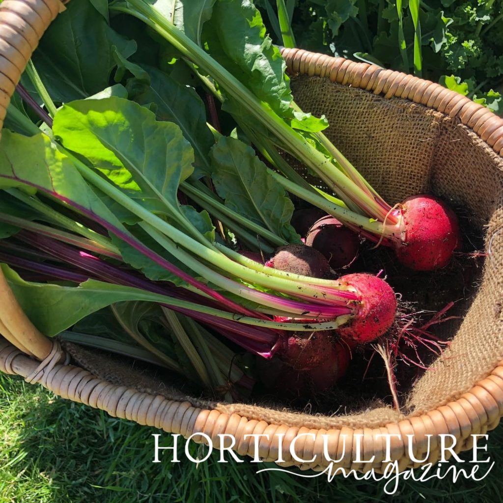 close up of beetroot stored in a basket