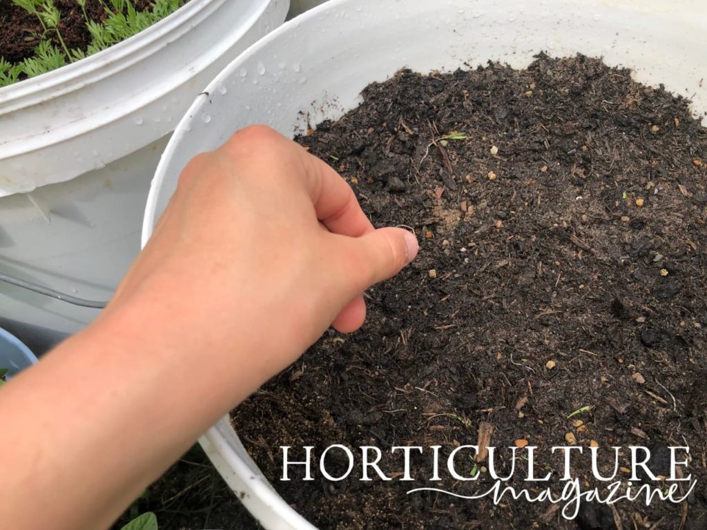 hand sowing carrot seeds in a container filled with compost