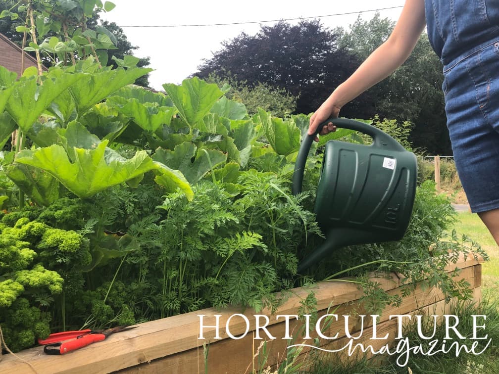 a green plastic watering can being used for watering carrots