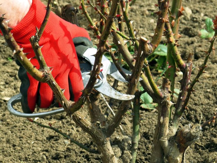 How (And When) To Prune Roses Horticulture.co.uk