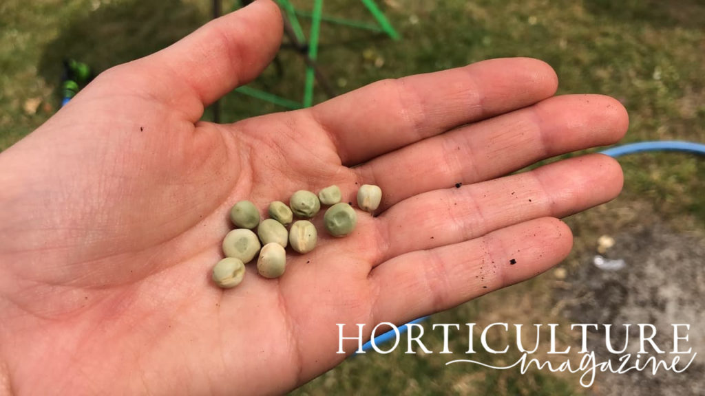 pea seeds held in an open palm