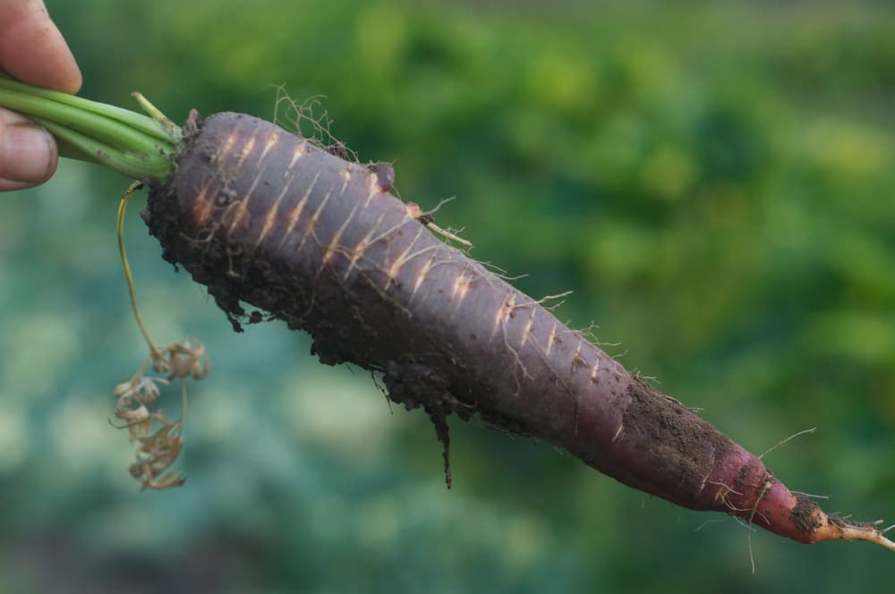 Daucus carota ‘Purple Haze’ being held aloft