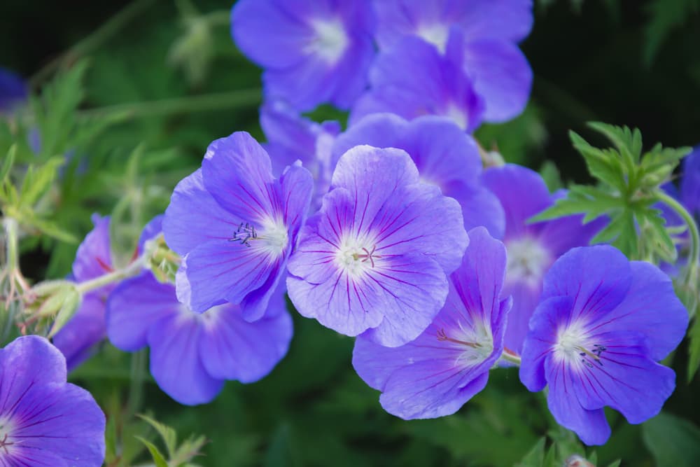 G. maculatum with large purple and white flowers