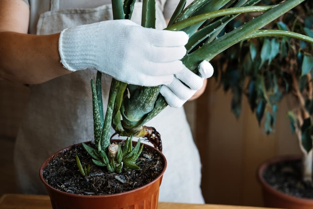 hands separating a large division of aloe